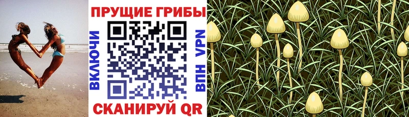 Галлюциногенные грибы мухоморы  Купить  Беслан 